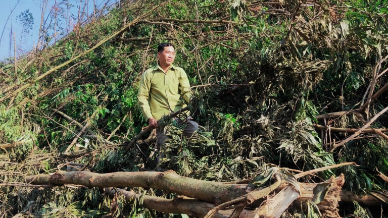 Hơn 14.000 ha cây lâm nghiệp của huyện miền núi Quảng Ninh bị mất trắng do bão